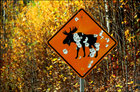 Alaska and Its Wilds