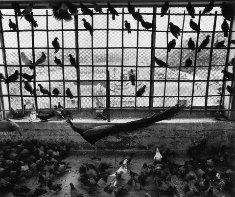 (c) 
Carl De Keyzer
 / Magnum Photos