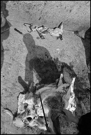 (c) Larry Towell / Magnum Photos