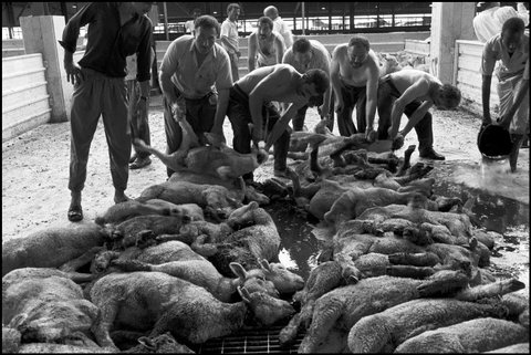 (c) Abbas / Magnum Photos