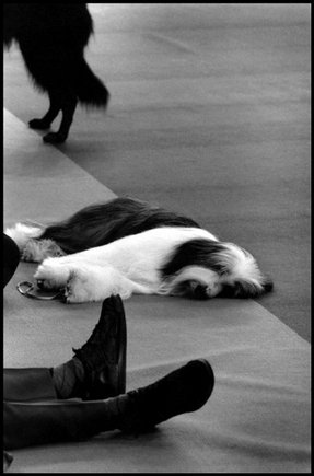 (c) 
Elliott Erwitt
 / Magnum Photos