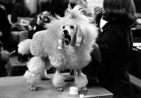 (c) 
Elliott Erwitt
 / Magnum Photos