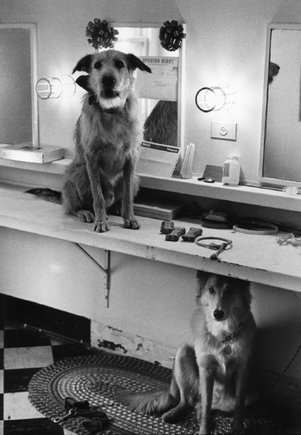 (c) 
Elliott Erwitt
 / Magnum Photos