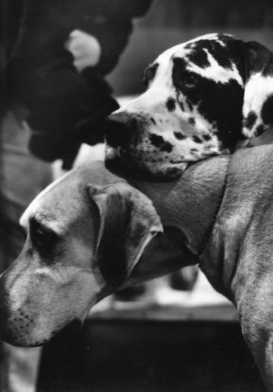(c) 
Elliott Erwitt
 / Magnum Photos