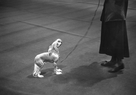 (c) 
Elliott Erwitt
 / Magnum Photos