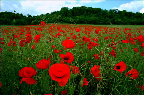 (c) Ian Berry / Magnum Photos