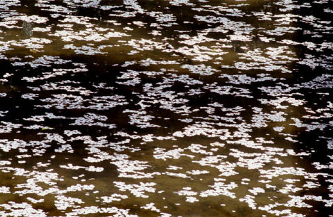 (c) Chris Steele-Perkins / Magnum Photos