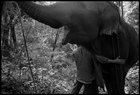 Elephants of Thailand 