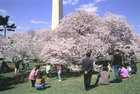 Cherry Blossoms