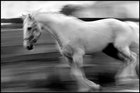 The Kentucky Derby