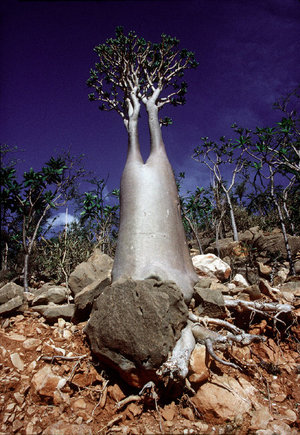 (c) Harry Gruyaert / Magnum Photos