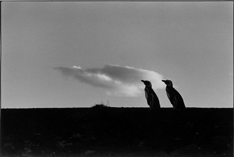 (c) Elliott Erwitt  / Magnum Photos