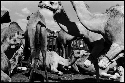(c) Elliott Erwitt / Magnum Photos