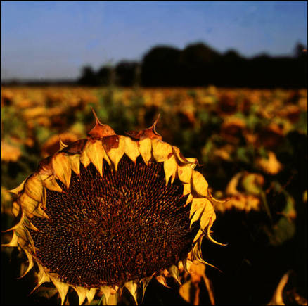 (c) Miguel Rio Branco / Magnum Photos