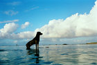The Dogs of Rarotonga