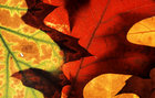 Autumn Foliage