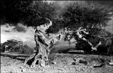 (c) Abbas / Magnum Photos