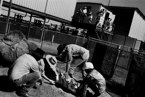 (c) Trent Parke / Magnum Photos
