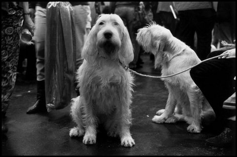 (c) Elliott Erwitt  / Magnum Photos