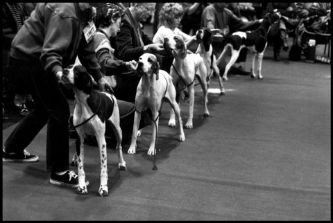(c) Elliott Erwitt  / Magnum Photos