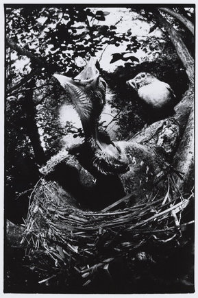 (c) Bruce Davidson / Magnum Photos