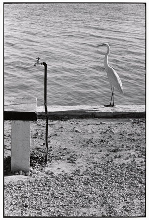 (c) Elliott Erwitt / Magnum Photos