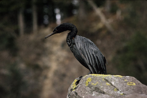 (c) Paul Fusco / Magnum Photos