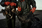 Exxon Valdez Oil Spill