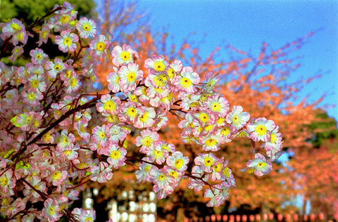 (c) Martin Parr / Magnum Photos