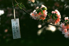 Cherry Blossoms