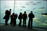The Life Aquatic