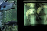 Living in a Fishbowl