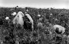The Opium Trade