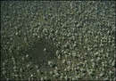 The Amazon Rain Forest