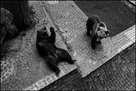 Ode to the Zoo
