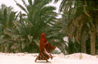 At the Oasis
