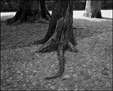 If Trees Could Talk