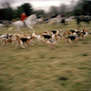 The Bygone Foxhunt