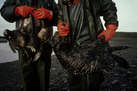 The Exxon Valdez Oil Spill