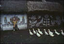 Duck, Duck, Goose 