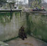 Ode to the Zoo