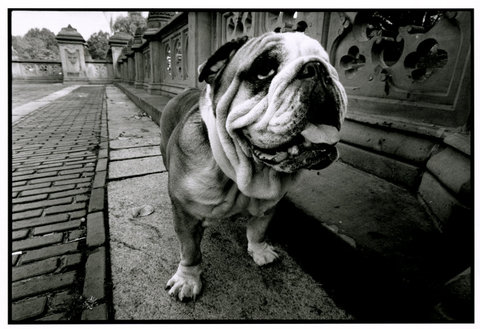 (c) Bruce Davidson / Magnum Photos