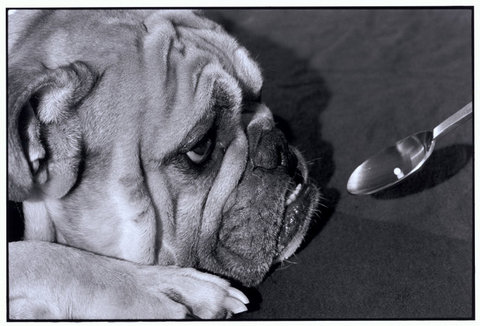 (c) Elliott Erwitt / Magnum Photos