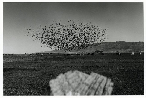 (c) Larry Towell / Magnum Photos