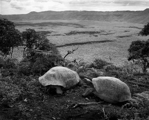 (c) Stuart Franklin / Magnum Photos