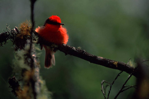 (c) Stuart Franklin / Magnum Photos