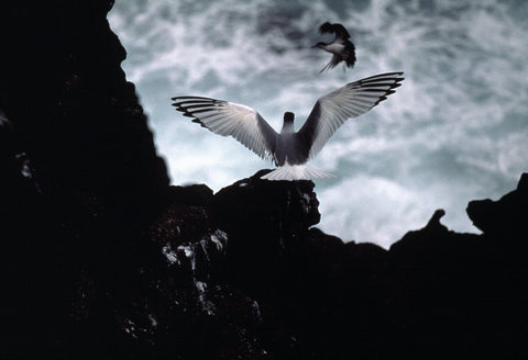 (c) Stuart Franklin / Magnum Photos