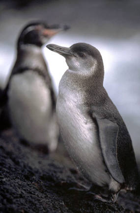 (c) Stuart Franklin / Magnum Photos