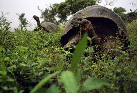 (c) Stuart Franklin / Magnum Photos
