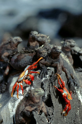 (c) Stuart Franklin / Magnum Photos